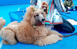 Read more about the article Projekt: SPOTKANIA Z PSEM